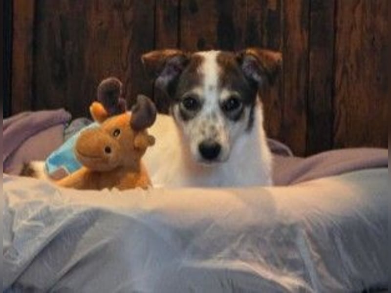 JOSCHI - Rüde mit Handicap steckt voller Lebensfreude