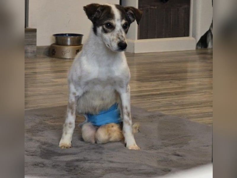 JOSCHI - Rüde mit Handicap steckt voller Lebensfreude