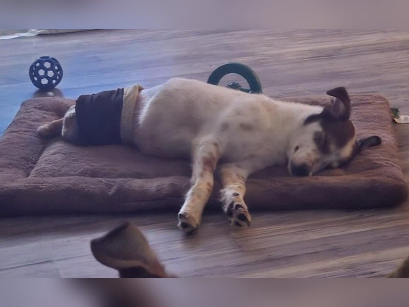 JOSCHI - lieber Rüde mit Handicap sucht seine Menschen