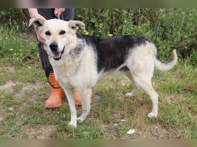 ♦️INDIO • CHICO ♦️ 2 von ~650 Hunden in der Cantinho da Milu ❗️