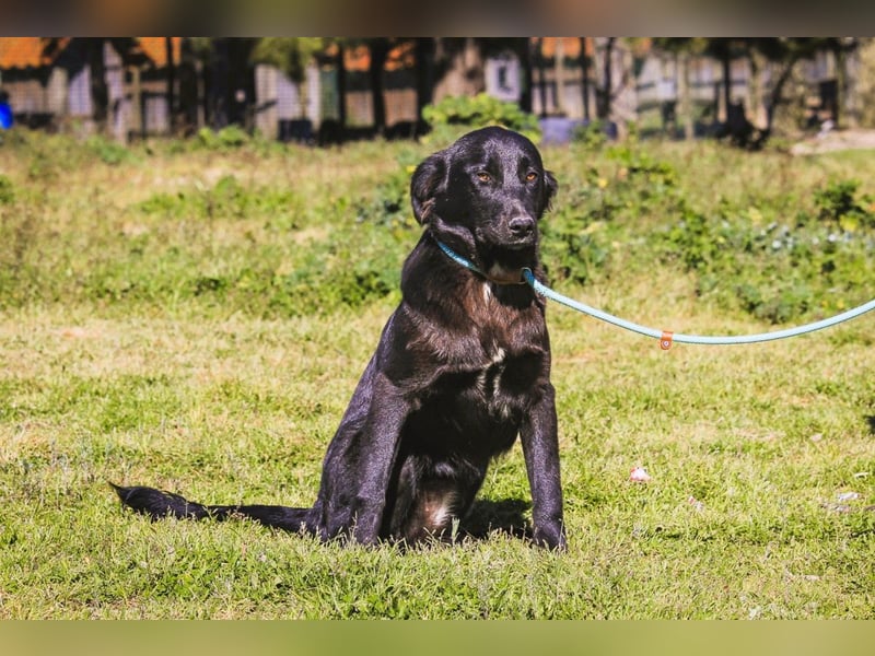Junger schwarzer Hund gesucht ? ▪️Tom - Christie - Mandu - Storm ▪️