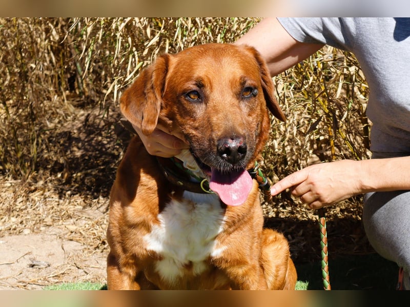 Verschmust - Lieb - Sanft ✴️ Senior Wizz ✴️