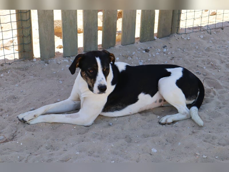 ❤️ Carinha - musste auf dem Schrottplatz leben