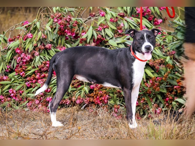 Junghunde: EDIKO • CALI • EMANU ▪️ 3 von ~650 Hunden in der Cantinho da Milu