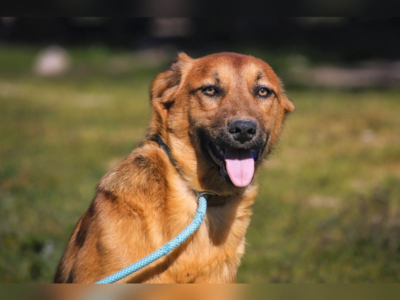Junghunde ♦️NALA & FELICIA ♦️ 2 von ~650 Hunden in der Cantinho da Milu