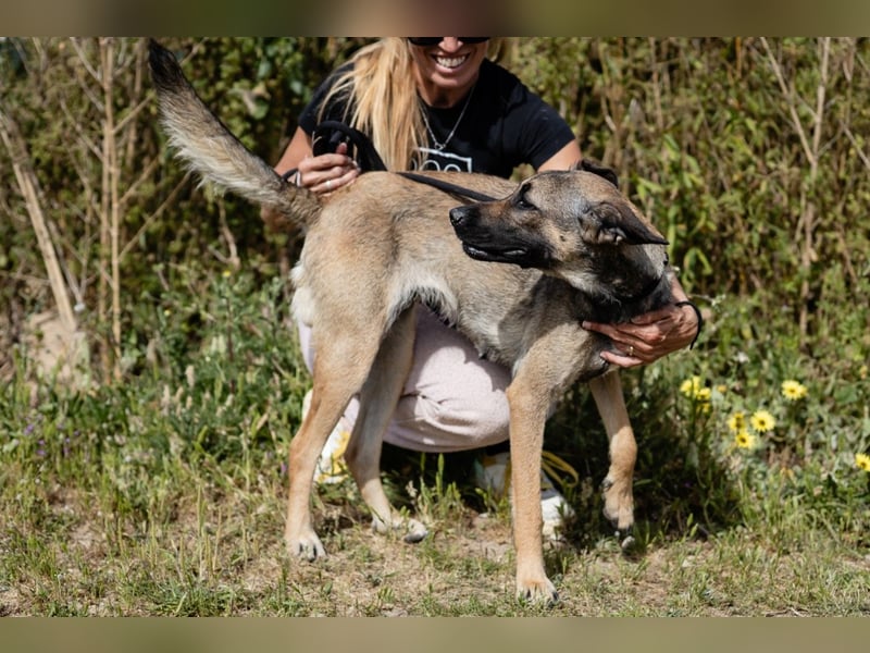 ⚡️Lucia • Emily ⚡️2 von ~ 650 Hunden in der Cantinho da Milu⚡️