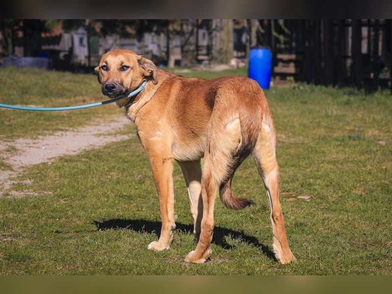 Typisch schon als Welpe im Tierheim ♦️NALA♦️ braucht ein  Zuhause