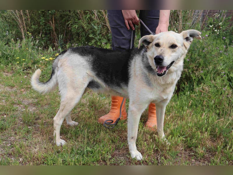 ♦️INDIO • CHICO ♦️ 2 von ~650 Hunden in der Cantinho da Milu ❗️
