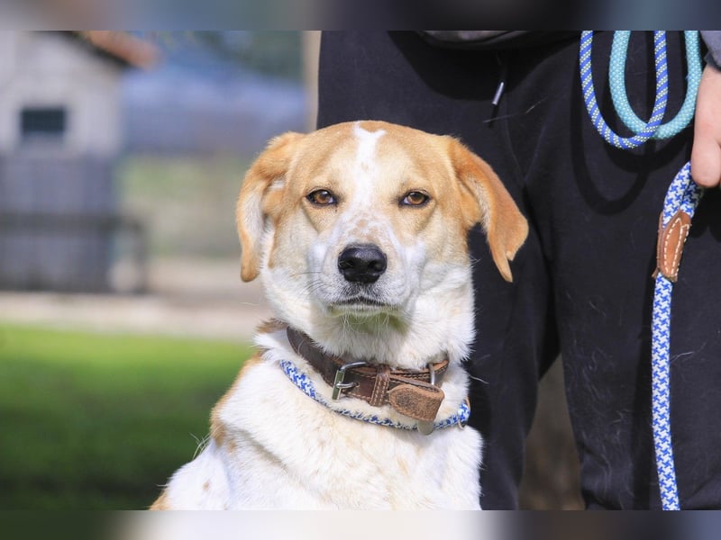 100% - freundlich & unkompliziert *DOBY*  Kennt das Leben im Haus!