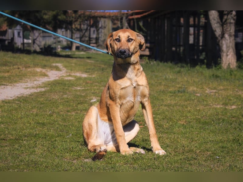 Typisch schon als Welpe im Tierheim ♦️NALA♦️ braucht ein  Zuhause