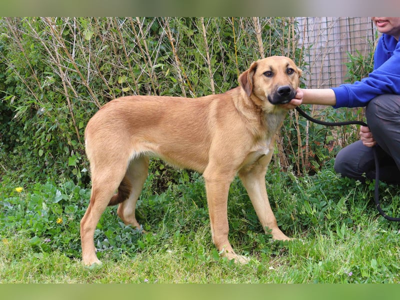 Typisch schon als Welpe im Tierheim ♦️NALA♦️ braucht ein  Zuhause