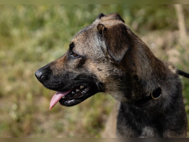 ⚡️Lucia • Emily ⚡️2 von ~ 650 Hunden in der Cantinho da Milu⚡️