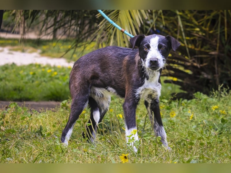 Junghunde: EDIKO • CALI • EMANU ▪️ 3 von ~650 Hunden in der Cantinho da Milu
