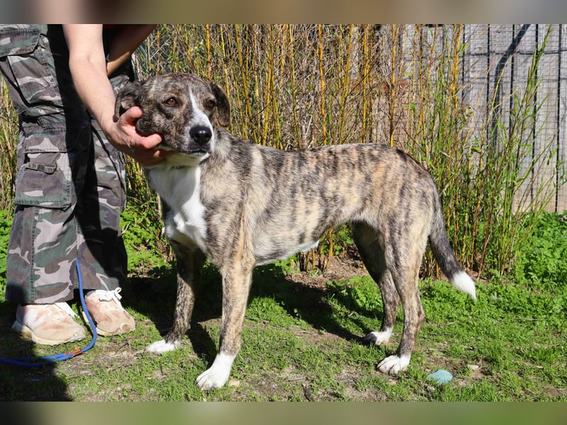 ⚡️Lucia • Emily ⚡️2 von ~ 650 Hunden in der Cantinho da Milu⚡️