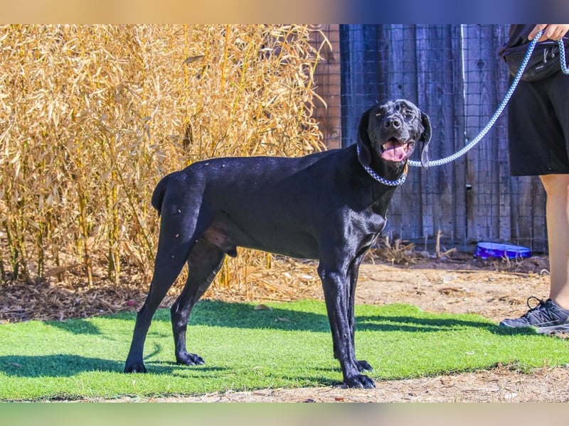 Junger schwarzer Hund gesucht ? ▪️Tom - Christie - Mandu - Storm ▪️