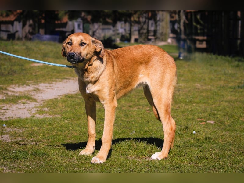 Typisch schon als Welpe im Tierheim ♦️NALA♦️ braucht ein  Zuhause