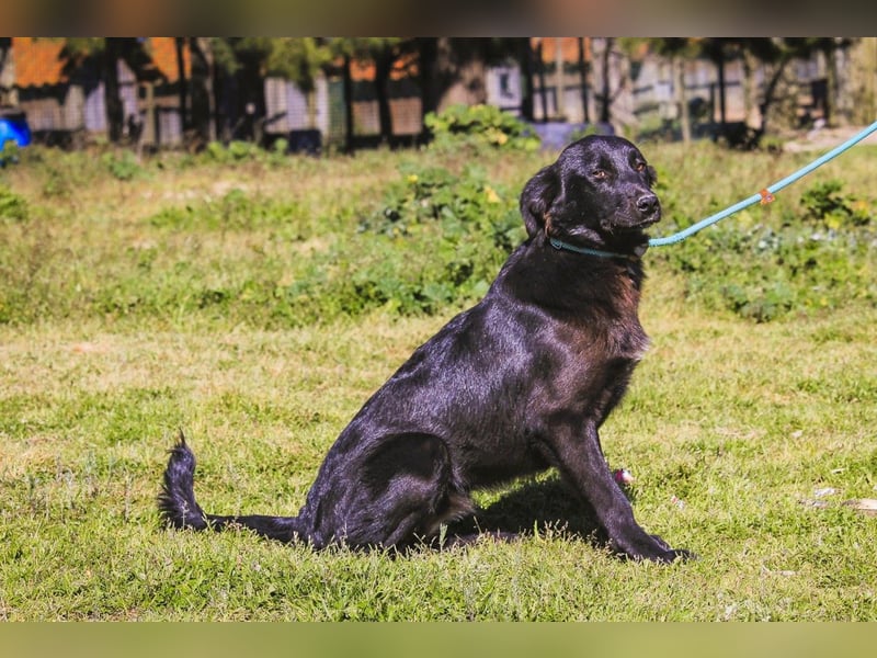 Junger schwarzer Hund gesucht ? ▪️Tom - Christie - Mandu - Storm ▪️