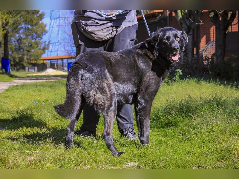 Junger schwarzer Hund gesucht ? ▪️Tom - Christie - Mandu - Storm ▪️