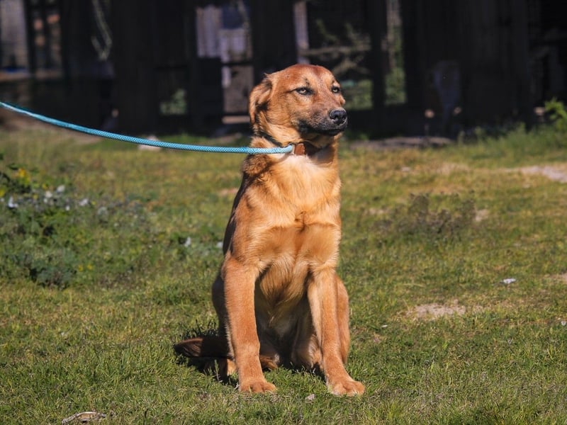 Junghunde ♦️NALA & FELICIA ♦️ 2 von ~650 Hunden in der Cantinho da Milu