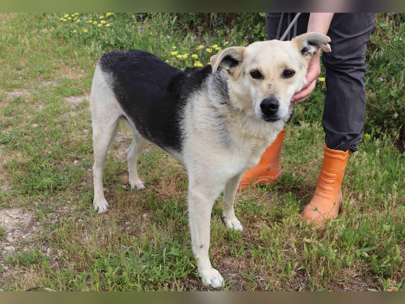 ♦️INDIO • CHICO ♦️ 2 von ~650 Hunden in der Cantinho da Milu ❗️