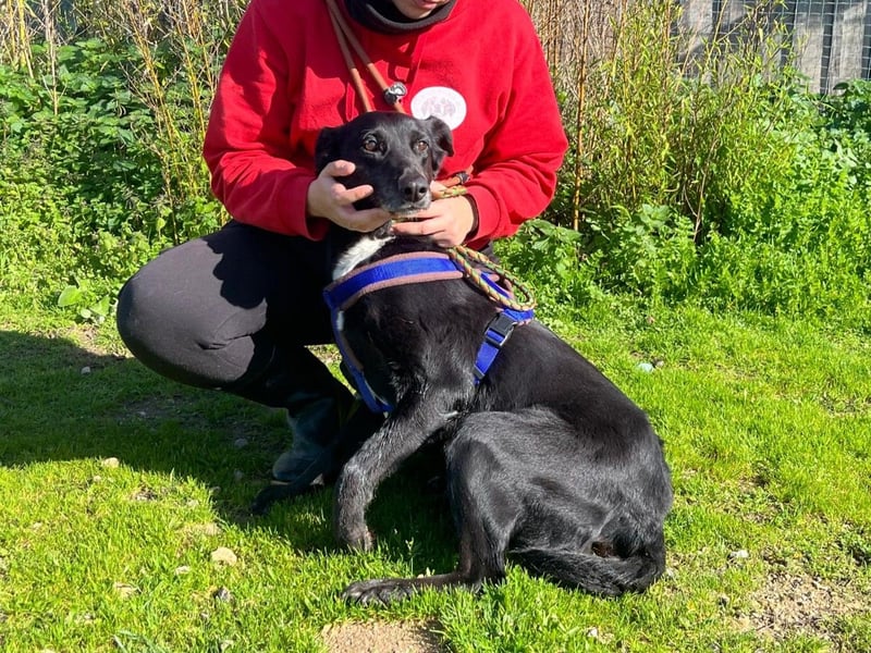 Seniorin Pombinha ▪️ hat ihr Zuhause verloren!!