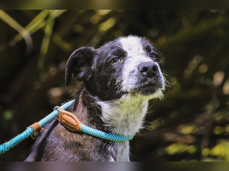 Junghunde: EDIKO • CALI • EMANU ▪️ 3 von ~650 Hunden in der Cantinho da Milu