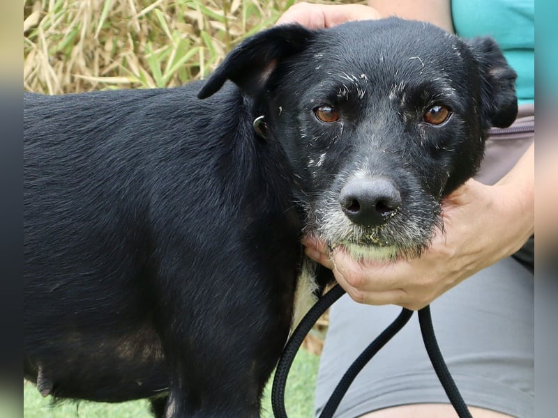 Die sanfte Cherie ❣️ wurde einfach ausgesetzt…