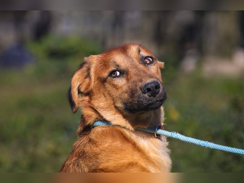 Junghunde ♦️NALA & FELICIA ♦️ 2 von ~650 Hunden in der Cantinho da Milu