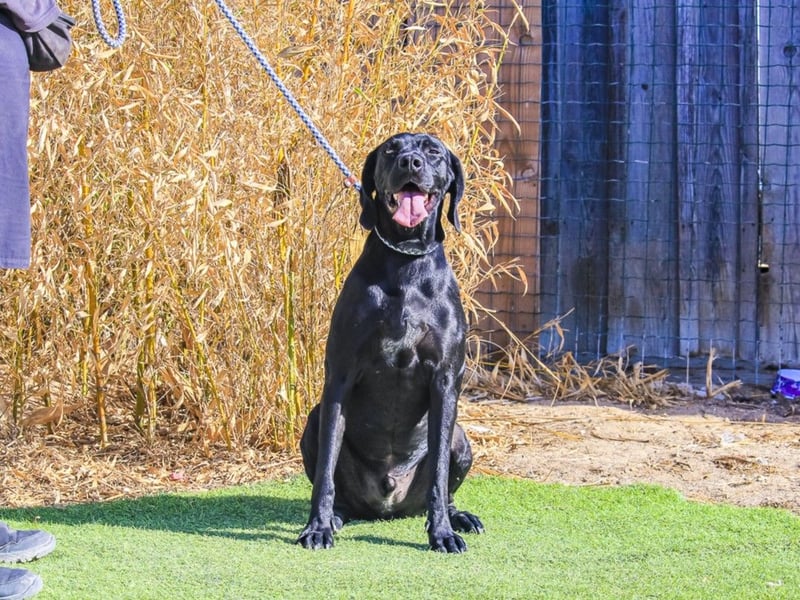 Junger schwarzer Hund gesucht ? ▪️Tom - Christie - Mandu - Storm ▪️