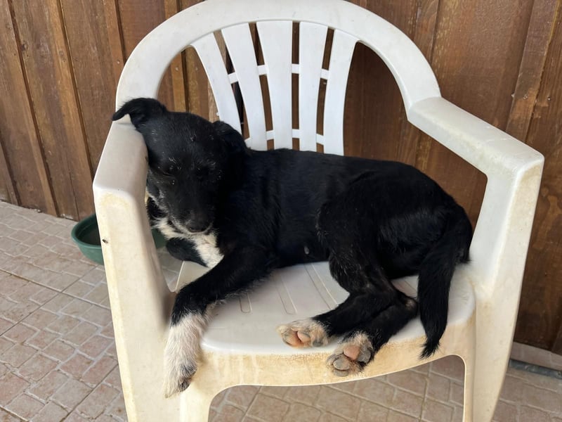 Die sanfte Cherie ❣️ wurde einfach ausgesetzt…