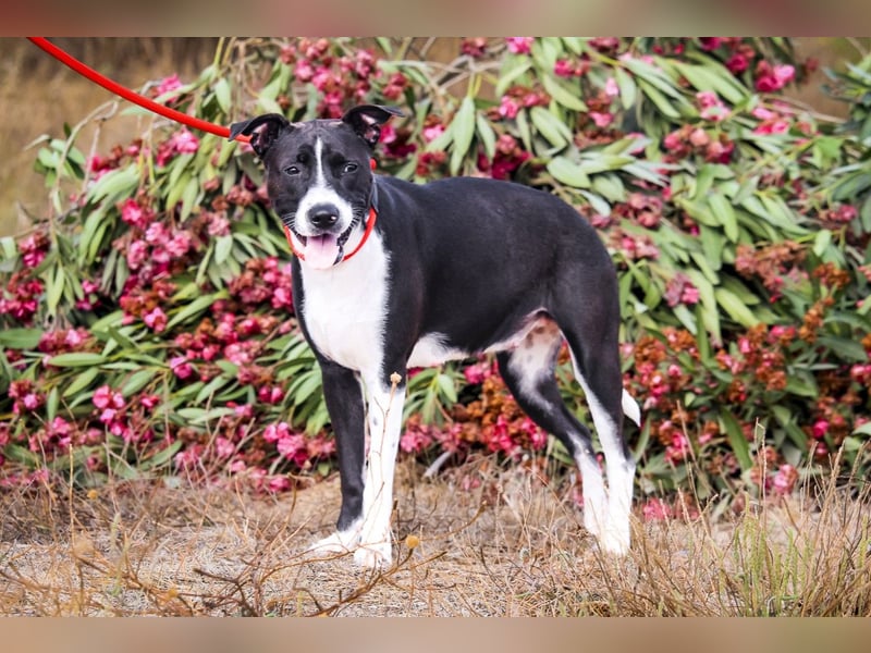 Junghunde: EDIKO • CALI • EMANU ▪️ 3 von ~650 Hunden in der Cantinho da Milu