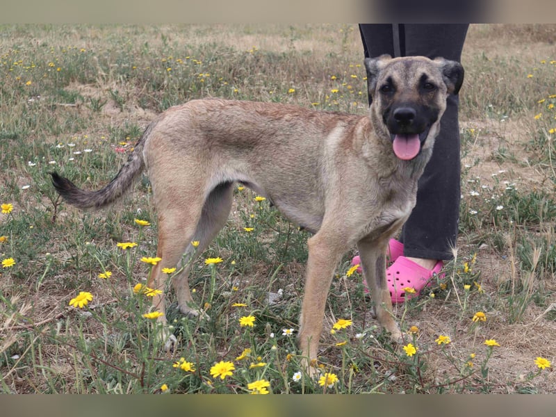 ⚡️Lucia • Emily ⚡️2 von ~ 650 Hunden in der Cantinho da Milu⚡️