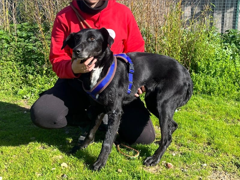 Seniorin Pombinha ▪️ hat ihr Zuhause verloren!!