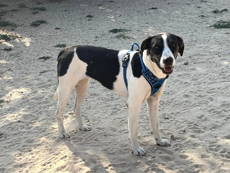 ❤️ Carinha - musste auf dem Schrottplatz leben