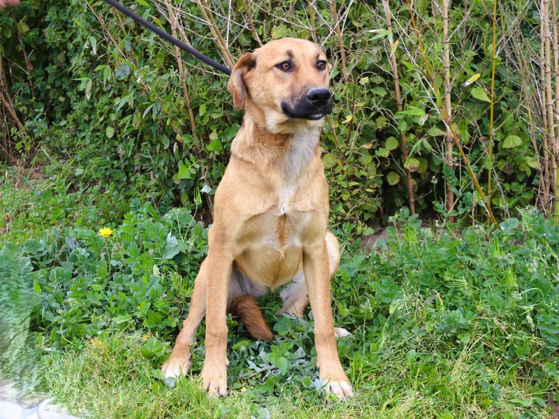 Typisch schon als Welpe im Tierheim ♦️NALA♦️ braucht ein  Zuhause