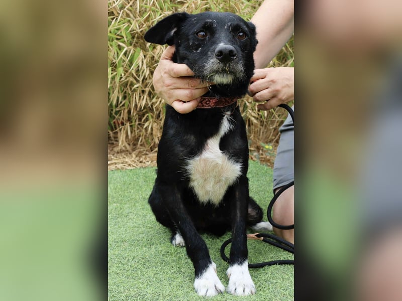 Die sanfte Cherie ❣️ wurde einfach ausgesetzt…