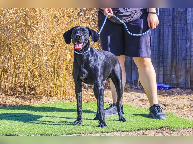 Junger schwarzer Hund gesucht ? ▪️Tom - Christie - Mandu - Storm ▪️