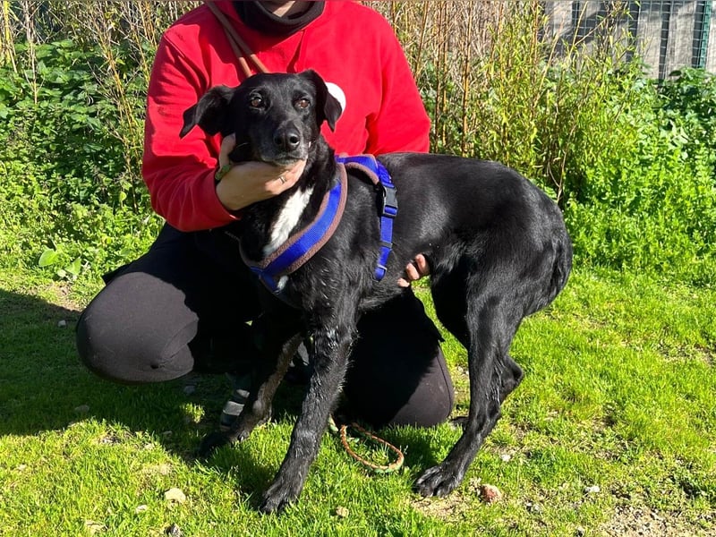 Seniorin Pombinha ▪️ hat ihr Zuhause verloren!!