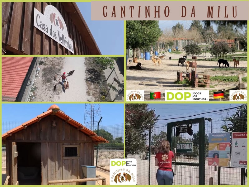 PFLEGESTELLEN GESUCHT ♦️ Tierheim Cantinho da Milu