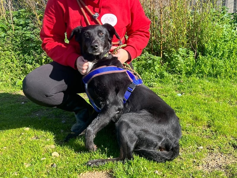 Seniorin Pombinha ▪️ hat ihr Zuhause verloren!!