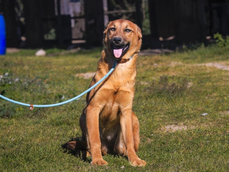 Junghunde ♦️NALA & FELICIA ♦️ 2 von ~650 Hunden in der Cantinho da Milu