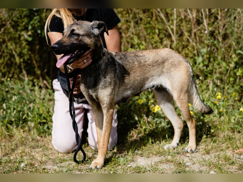 ⚡️Lucia • Emily ⚡️2 von ~ 650 Hunden in der Cantinho da Milu⚡️