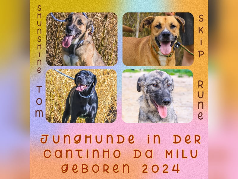 ❤️ Carinha - musste auf dem Schrottplatz leben