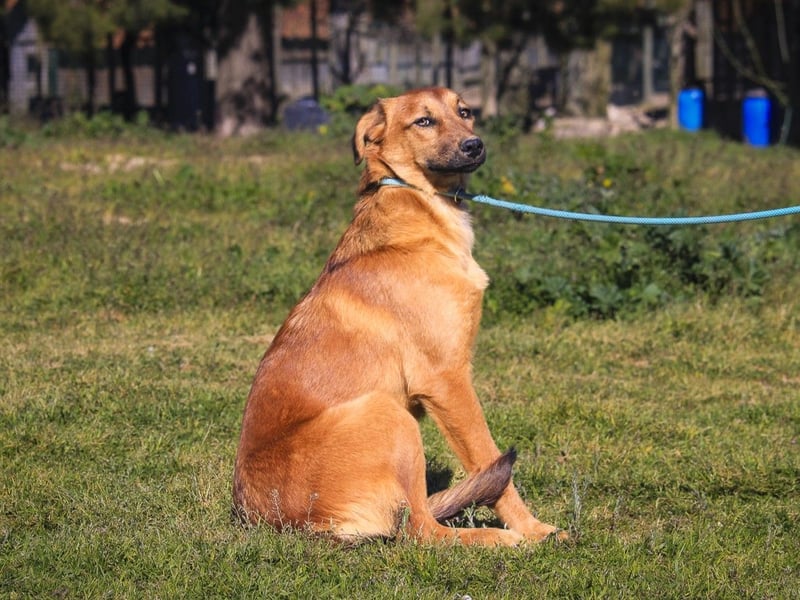 Junghunde ♦️NALA & FELICIA ♦️ 2 von ~650 Hunden in der Cantinho da Milu
