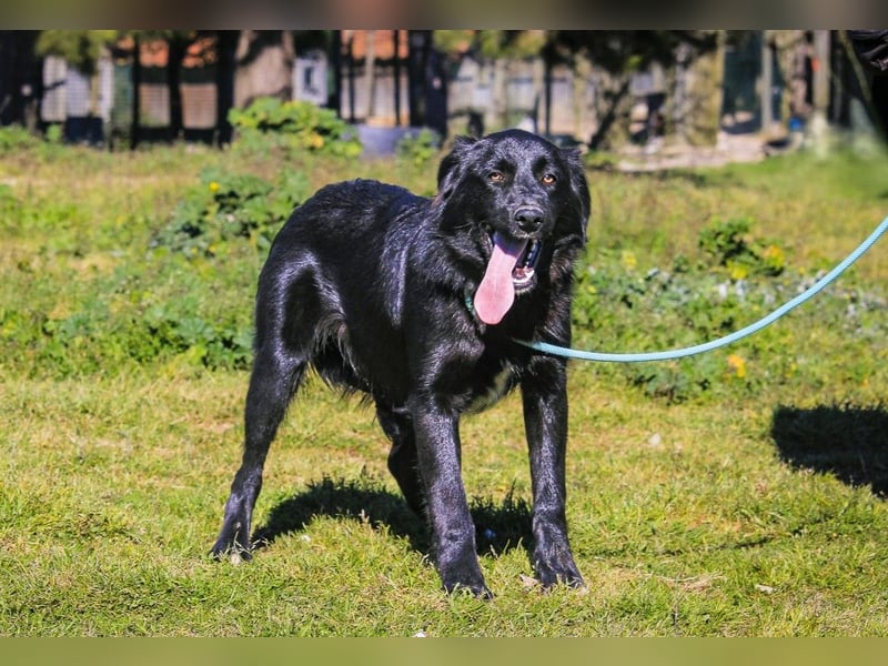 Junger schwarzer Hund gesucht ? ▪️Tom - Christie - Mandu - Storm ▪️