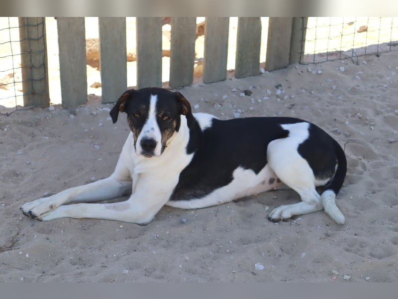 ❤️ Carinha - musste auf dem Schrottplatz leben