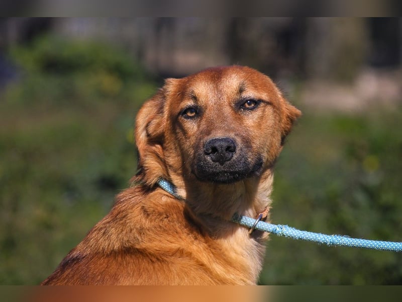 Junghunde ♦️NALA & FELICIA ♦️ 2 von ~650 Hunden in der Cantinho da Milu