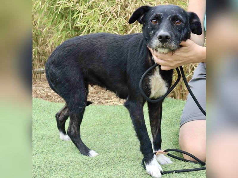 Die sanfte Cherie ❣️ wurde einfach ausgesetzt…