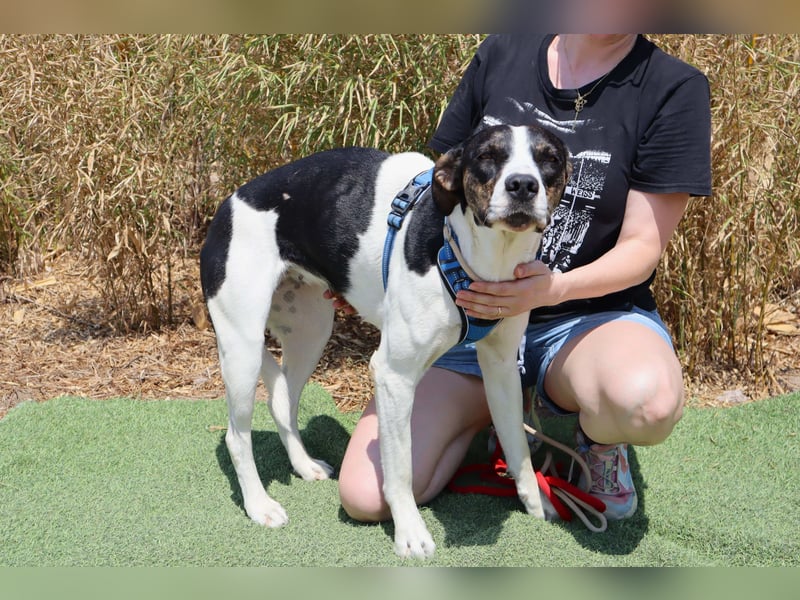 ❤️ Carinha - musste auf dem Schrottplatz leben