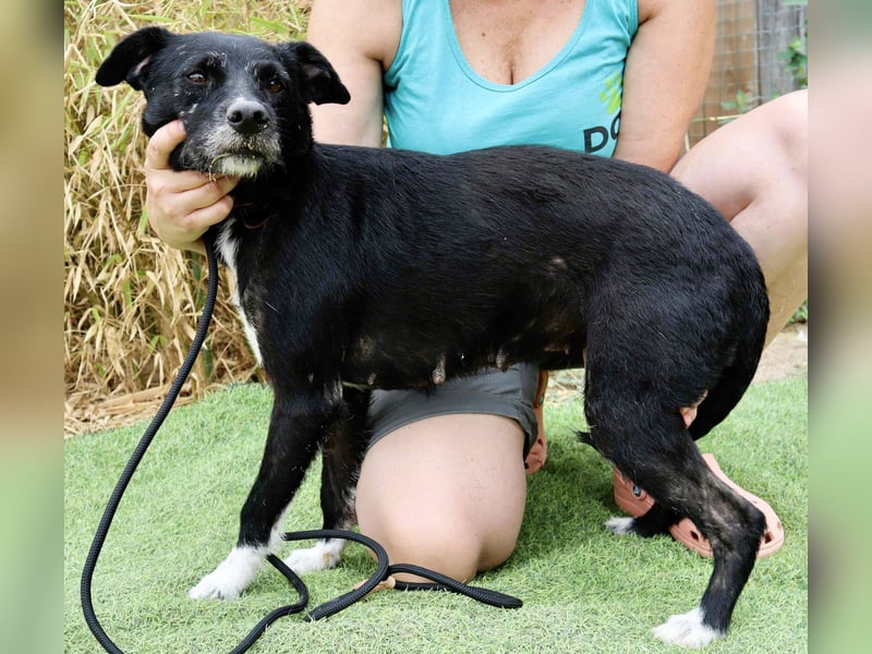 Die sanfte Cherie ❣️ wurde einfach ausgesetzt…